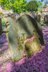Heydon, St Peter & St Paul Church, Apple blossoms in the churchyard