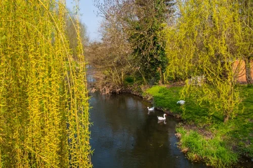 Swans on the River Brett
