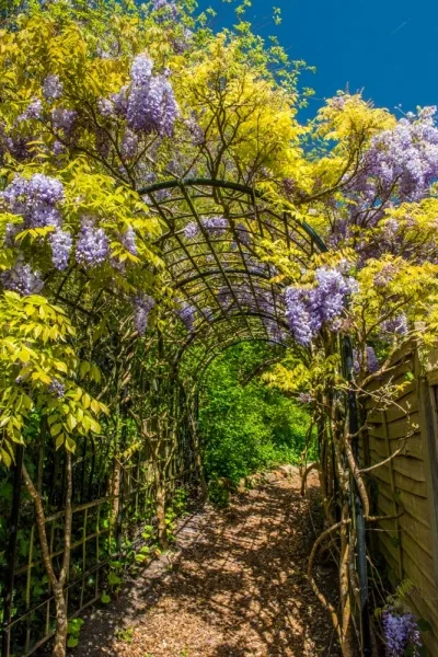 A wisteria trellis walk