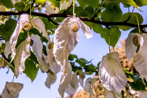 A handkerchief tree in bloom