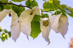 Another view of the Handkerchief Tree