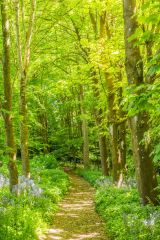 A peaceful woodland trail