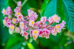 Spring colour at Highdown