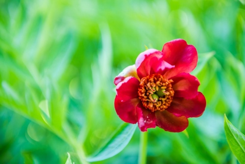 A spring blossom at Highdown Gardens