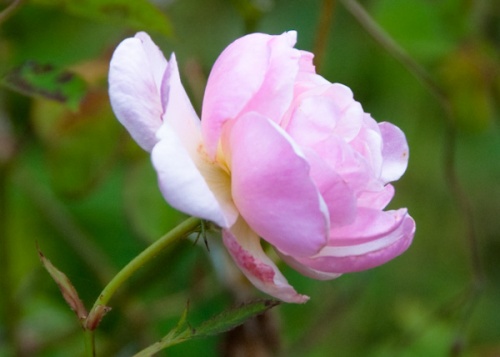 A summer rose in Beatrix Potter's garden