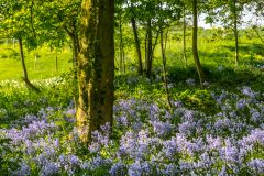 Bluebells in bloom
