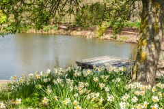 Daffodils line the banks of Egg Pond