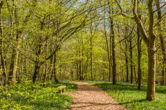 A pleasant walk in Brick Kiln Wood