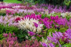 Holehird Gardens, Another look at the National Collection of Astilbe