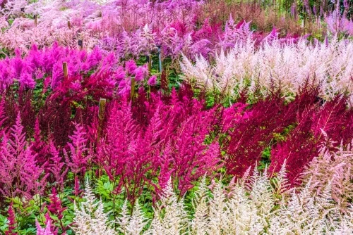 Holehird hosts the National Collection of Astilbe
