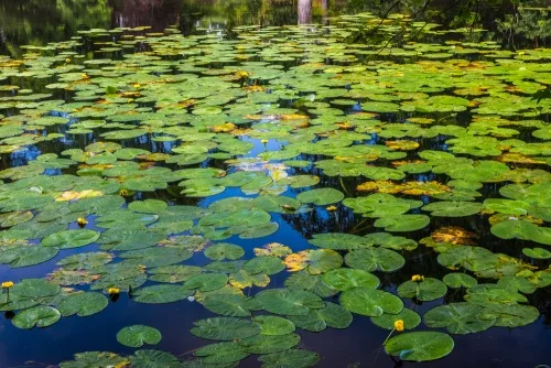 Lily pads in the tarn