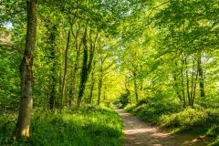 A woodland trail in Holt Country Park