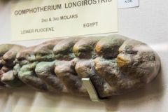 Fossilised teeth from an Egyptian Gomphotherium Longirostris