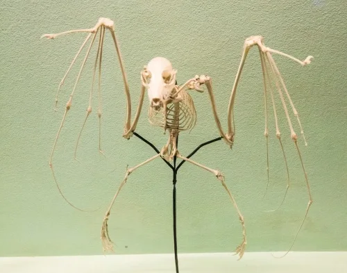 An Indian fruit bat skeleton