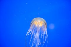 A Black Star Northern Sea Nettle in the aquarium