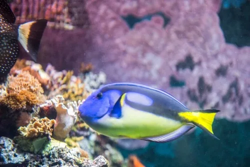 A lipstick tang fish in the aquarium
