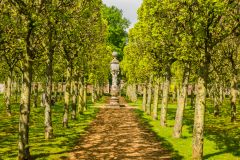 Houghton Hall, The pleached lime aveneue in spring