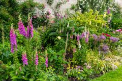 Colourful herbaceous borders in June
