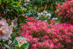 Brilliant displays of summer flowers