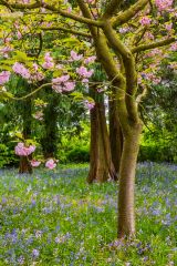 Bluebells near Hoveton Hall mansion