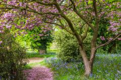 Summer blossoms on a garden path
