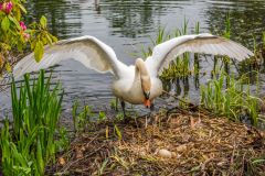 A mother swan guards eggs beside the lake