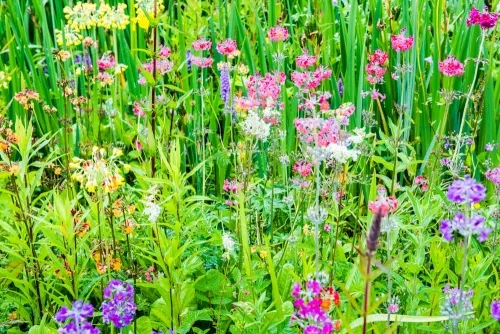 Colour surrounds the bog garden