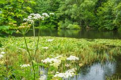 A pond on the Long Walk