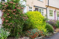 A cottage garden on Church Hill