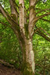 A riverside tree in Hudswell Woods