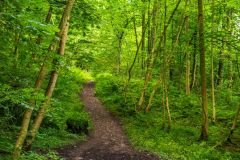 Hudswell Woods in early autumn