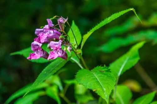 Autumn flowers in Hudswell Woods
