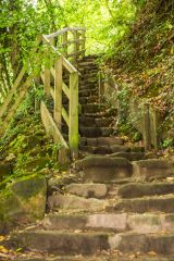 A steep flight of steps in Hudswell Woods