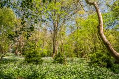 Lush wild garlic in the woods