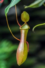 A carnivorous pitcher plant