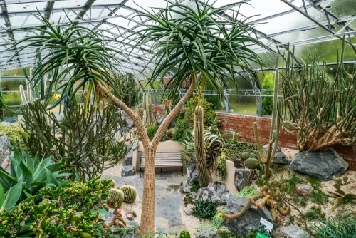 The cactus house at Inverness Botanic Garden