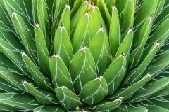 An agave cactus from South america
