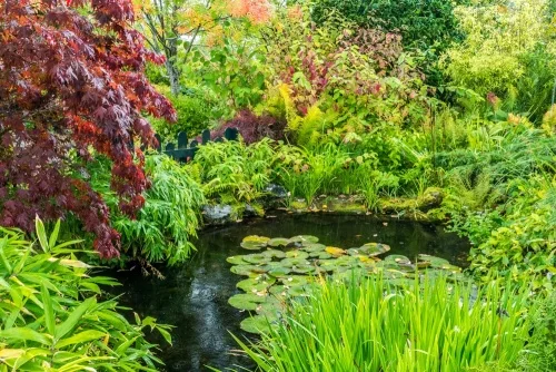 A lush lily pond