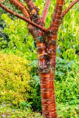 Tibetan cherry tree (prunus serrula)