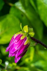 Colourful flowers after a shower