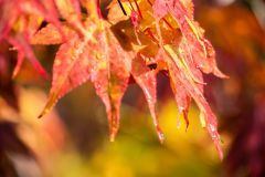 Autumn leaves with raindrops