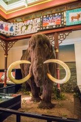 Ipswich Museum, The popular life-sized woolly mammoth