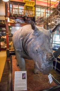 Rosie the rhinoceros