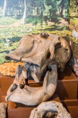 Ipswich Museum, Indian elephant skull and mandible