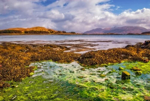 Isleornsay harbour, low tide