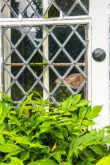 Detail of a mullioned window