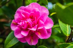 A colourful spring blossom