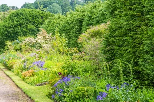 Herbaceous borders in summer