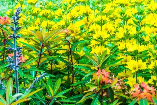 Summer colours in the walled garden