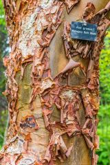 Mahogany Bark Maple